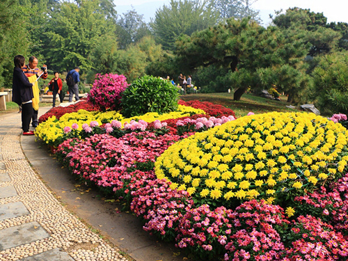 北京海淀 三山五园 旅游资讯    北京植物园自9月25日-10月25日举办以图片