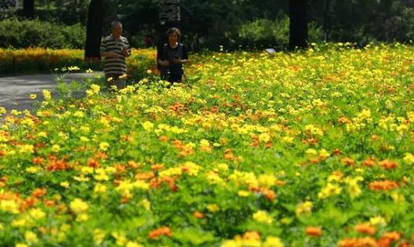 植物园百万余株硫华菊惊艳绽放图片