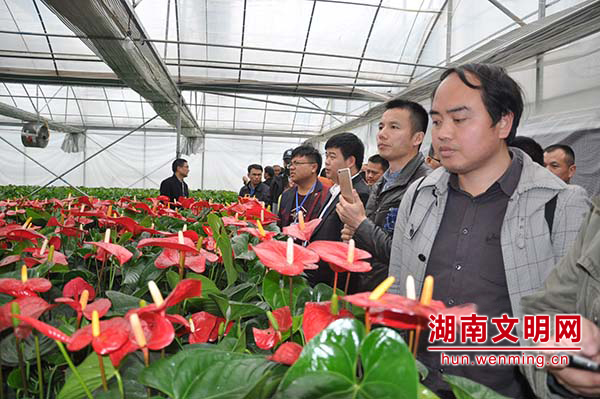 全省扶贫工作培训人员来到花垣县苗汉子花卉基地参观学习。